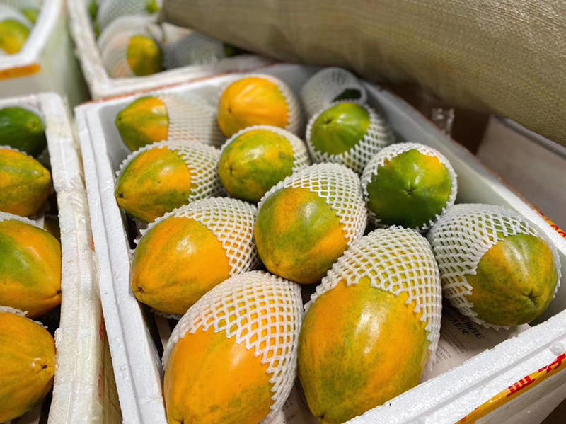 广东电白木瓜大量上市红心木瓜可对接各大平台市场