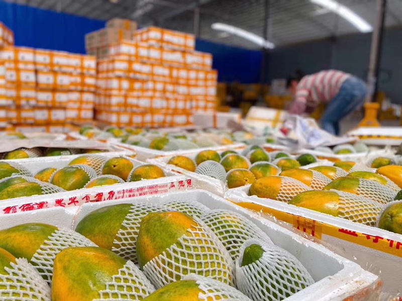 广东电白木瓜大量上市红心木瓜可对接各大平台市场