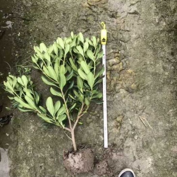 【精选】海桐小毛球大量供应质量保证货源充足量大价优