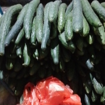 蔬菜类，豆类，西红柿收买