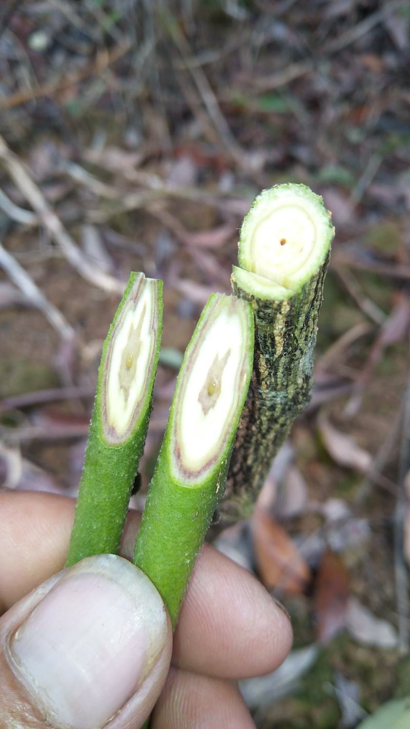 紫肉黄皮黑黄皮贵妃出世甜无核黄皮水晶黄皮苗正品
