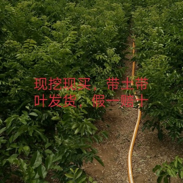 紫肉黄皮黑黄皮贵妃出世甜无核黄皮水晶黄皮苗正品