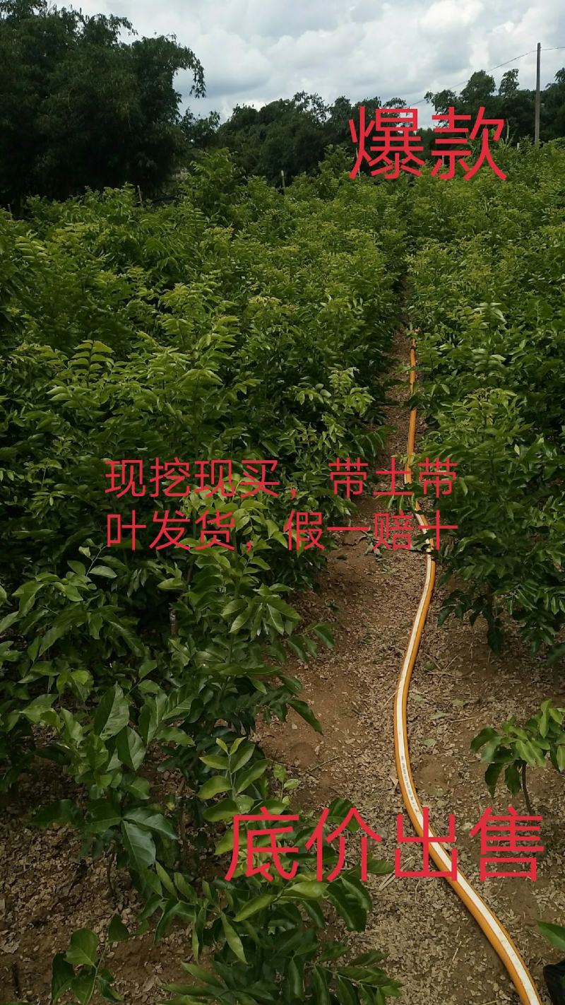 紫肉黄皮黑黄皮贵妃出世甜无核黄皮水晶黄皮苗正品