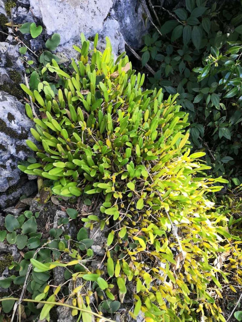 产地热销产品云南十万大山石橄榄大果