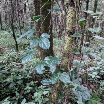 爬山虎，有想法的老板提前预定