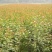 出售高档樱花苗。无虫害，无病害。