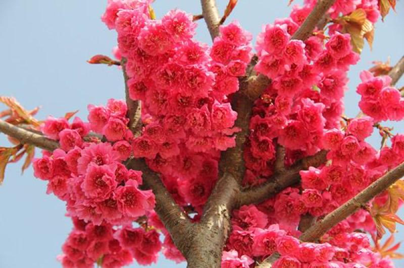 出售高档樱花苗。无虫害，无病害。