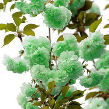 出售高档樱花苗。无虫害，无病害。