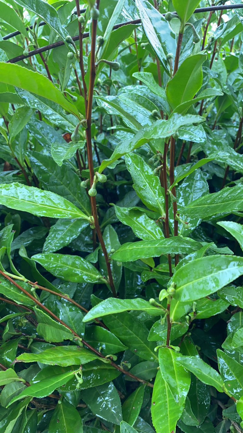 安吉白茶苗（白叶一号）