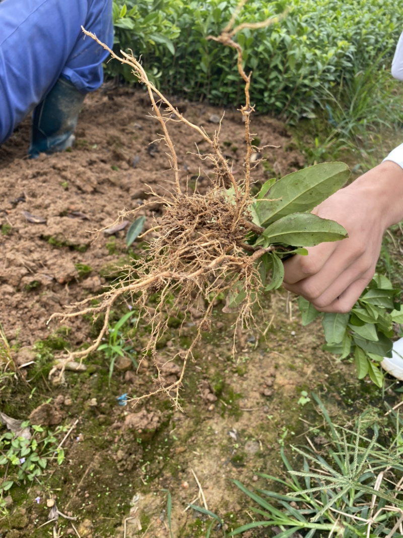 安吉白茶苗（白叶一号）
