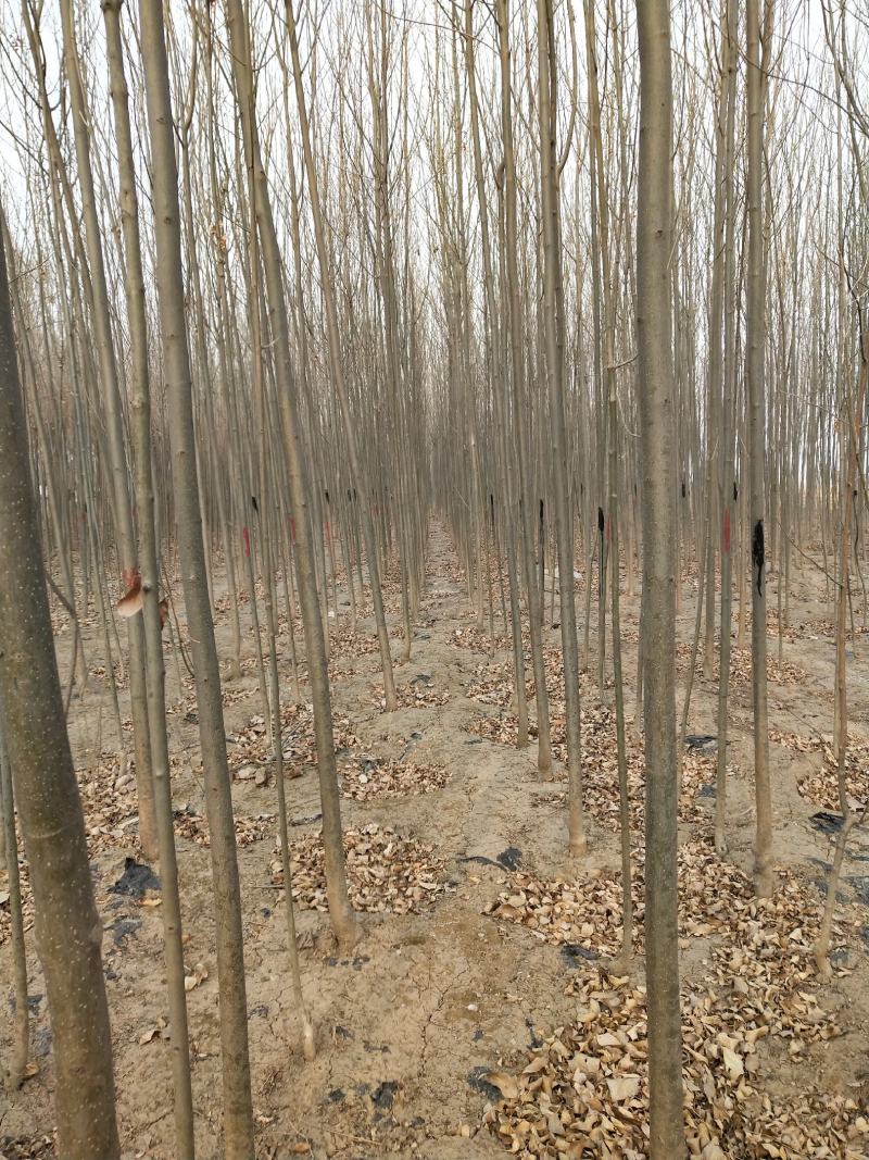 白蜡树苗，白蜡树苗基地，批发白蜡树苗！量大！