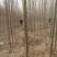 白蜡树苗，白蜡树苗基地，批发白蜡树苗！量大！