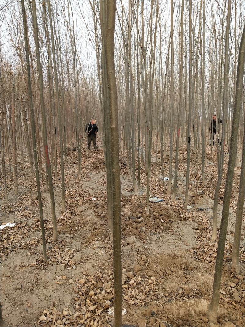 白蜡树苗，白蜡树苗基地，批发白蜡树苗！量大！