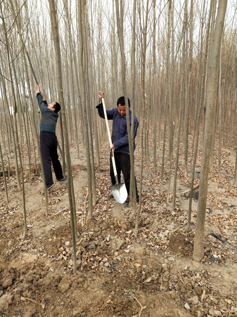 白蜡树苗，白蜡树苗基地，批发白蜡树苗！量大！
