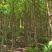 刺槐树苗，山东刺槐基地，批发刺槐树苗量大从优