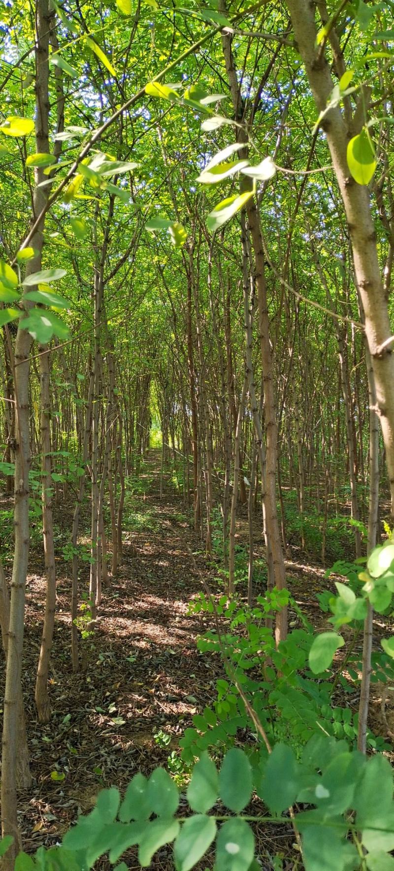 刺槐树苗，山东刺槐基地，批发刺槐树苗量大从优