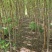 刺槐树苗，山东刺槐基地，批发刺槐树苗量大从优