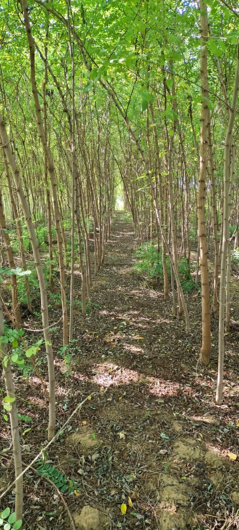 刺槐树苗，山东刺槐基地，批发刺槐树苗量大从优