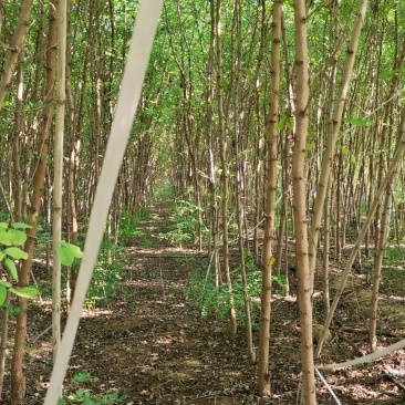 刺槐树苗，山东刺槐基地，批发刺槐树苗量大从优