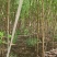 刺槐树苗，山东刺槐基地，批发刺槐树苗量大从优