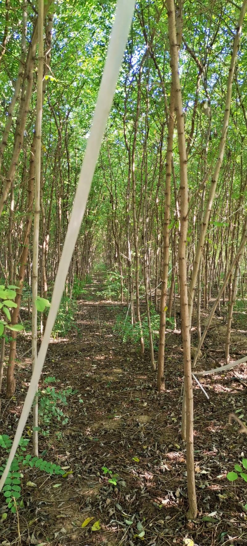 刺槐树苗，山东刺槐基地，批发刺槐树苗量大从优