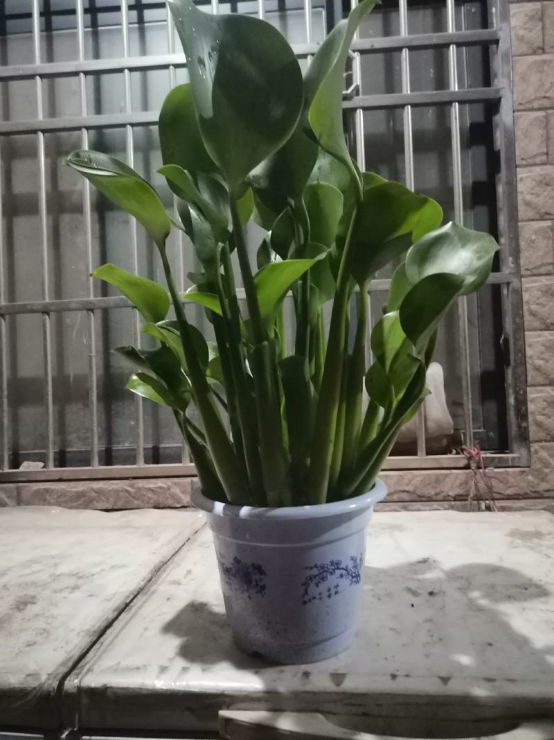 水生植物，水葫芦，凤眼莲，叶片肥厚，颜色油绿