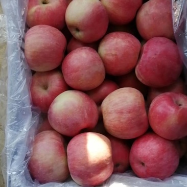 寒富苹果，大量有货，口感脆甜，颜色鲜欢迎新老客商前来定购