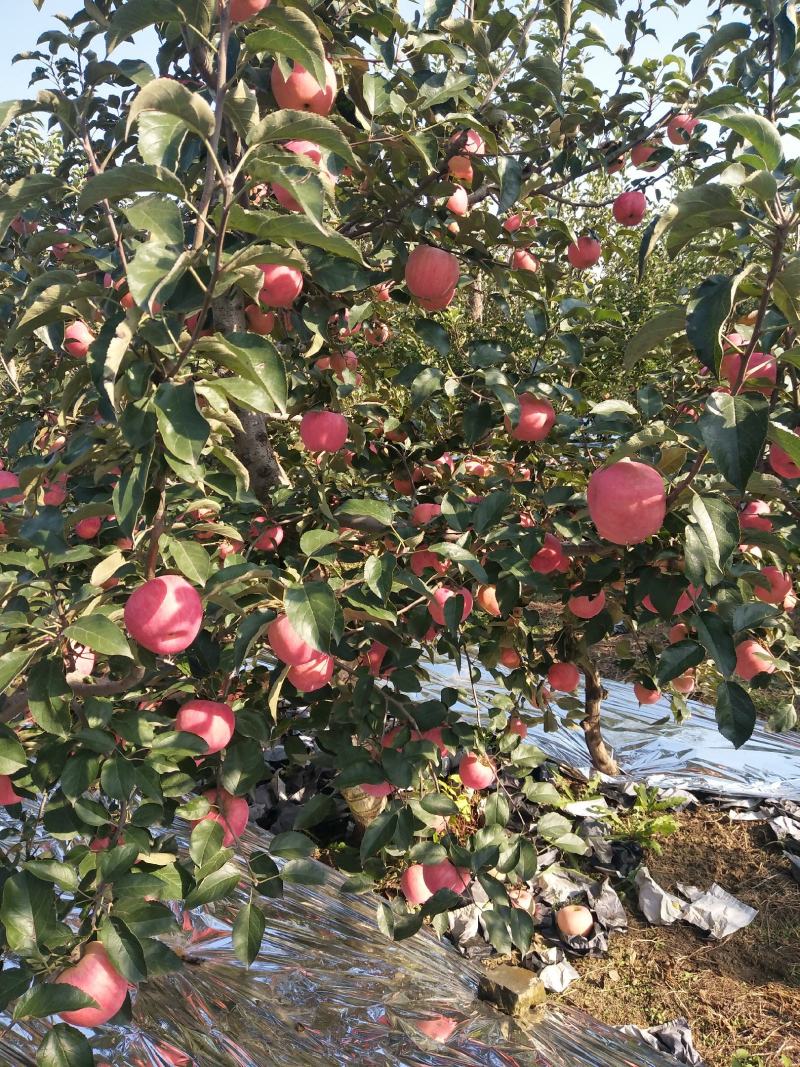 寒富苹果，大量有货，口感脆甜，颜色鲜欢迎新老客商前来定购