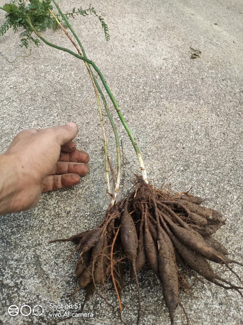 云南高原海拔1900米以上野生天门冬鲜货，含量高质量保证