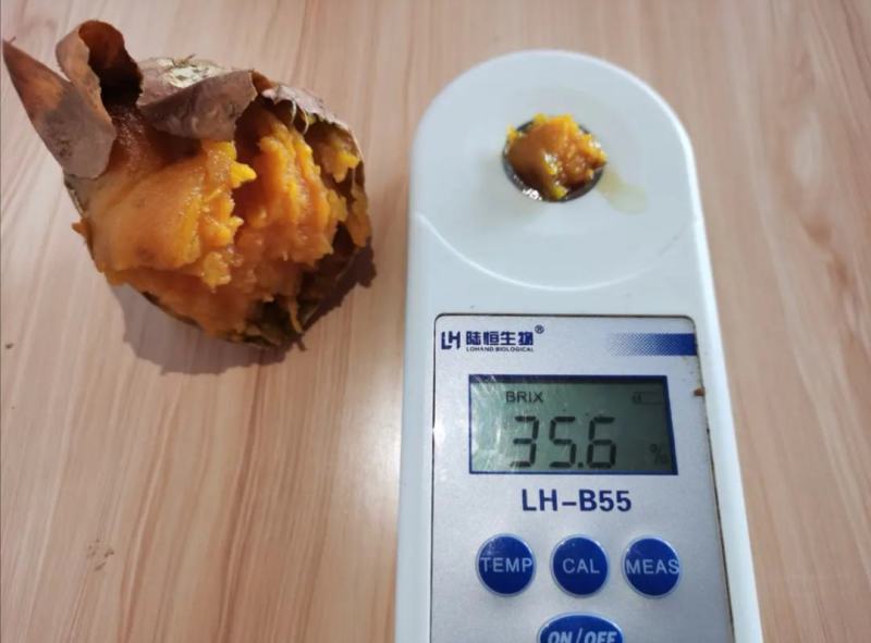 【批发】山东烟台原产地烟薯25蜜薯红薯香甜流油原产地直发