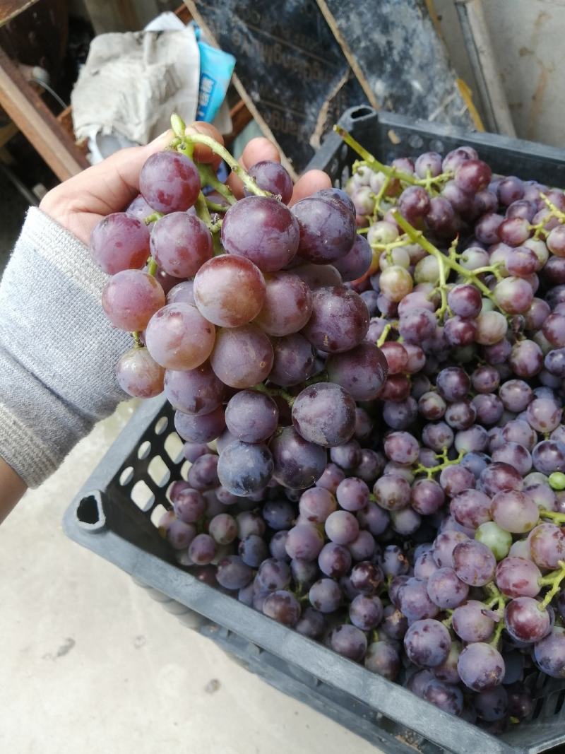 巨峰葡萄大量供应，酒厂工厂加工货大量供应