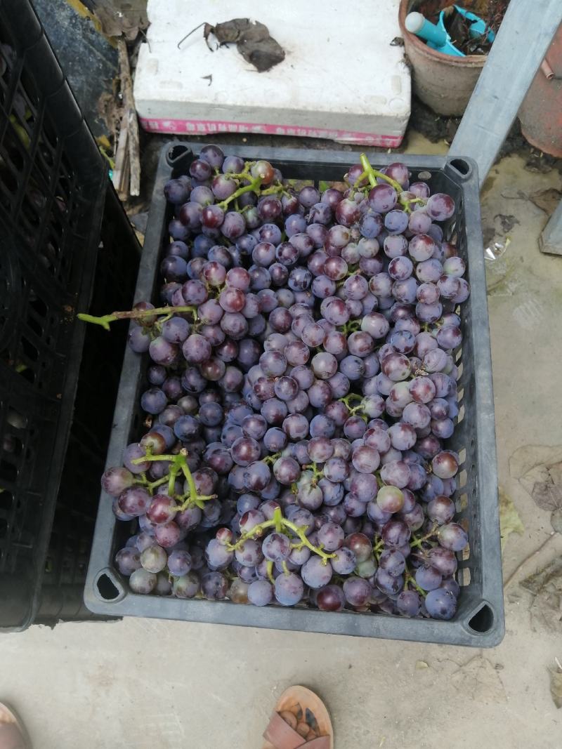 巨峰葡萄大量供应，酒厂工厂加工货大量供应