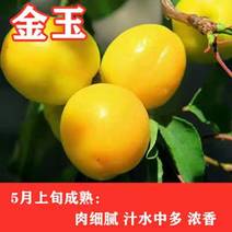 金玉杏树苗，保证品种，可签合同，包成活率