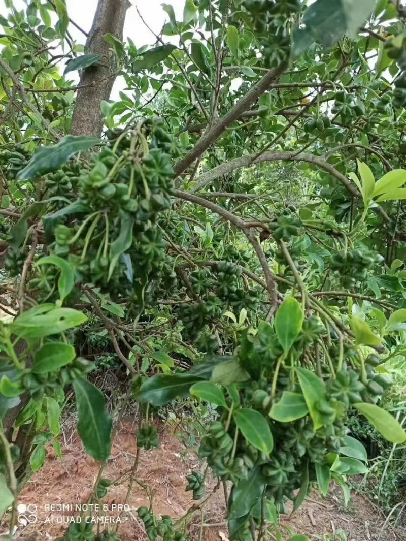 广西梧州藤县古龙优质大红八角嫁接苗买苗提供专业技术管理
