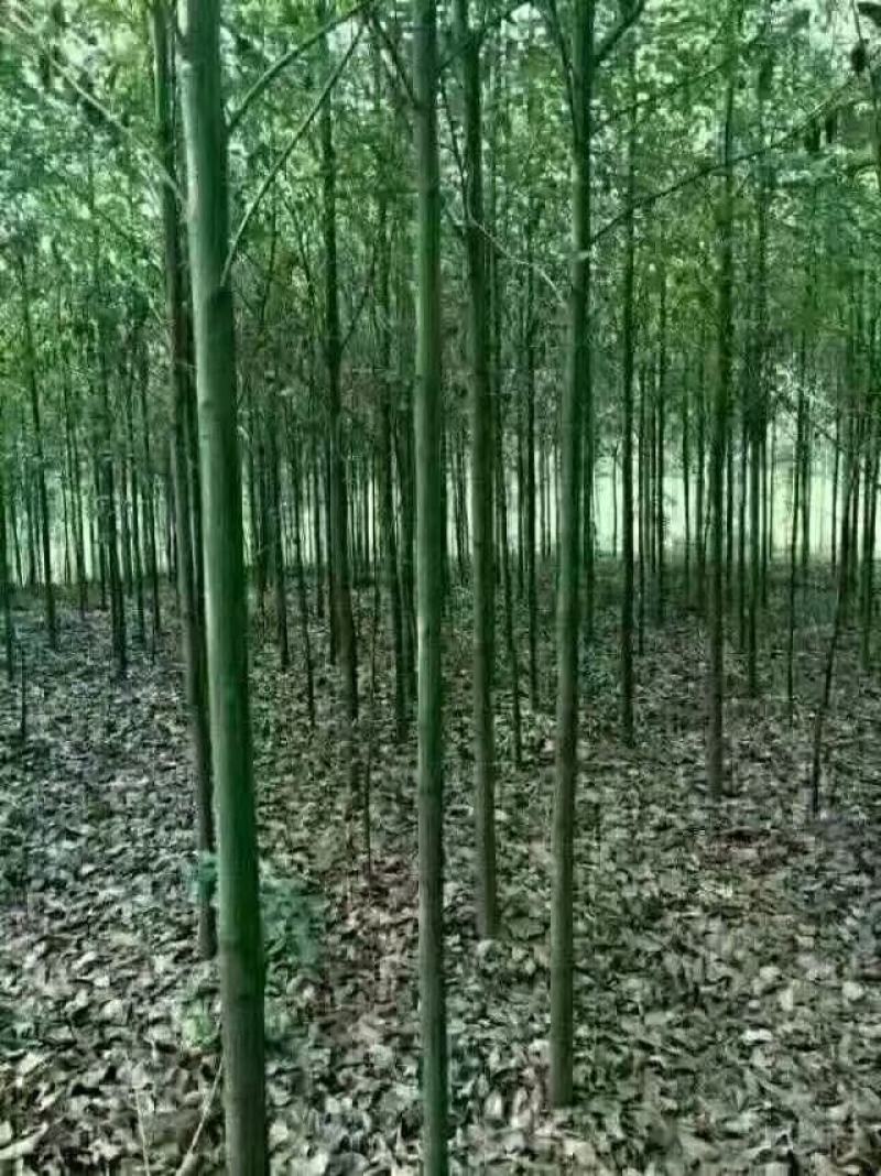 樟树、香樟、小叶香樟、樟树小苗