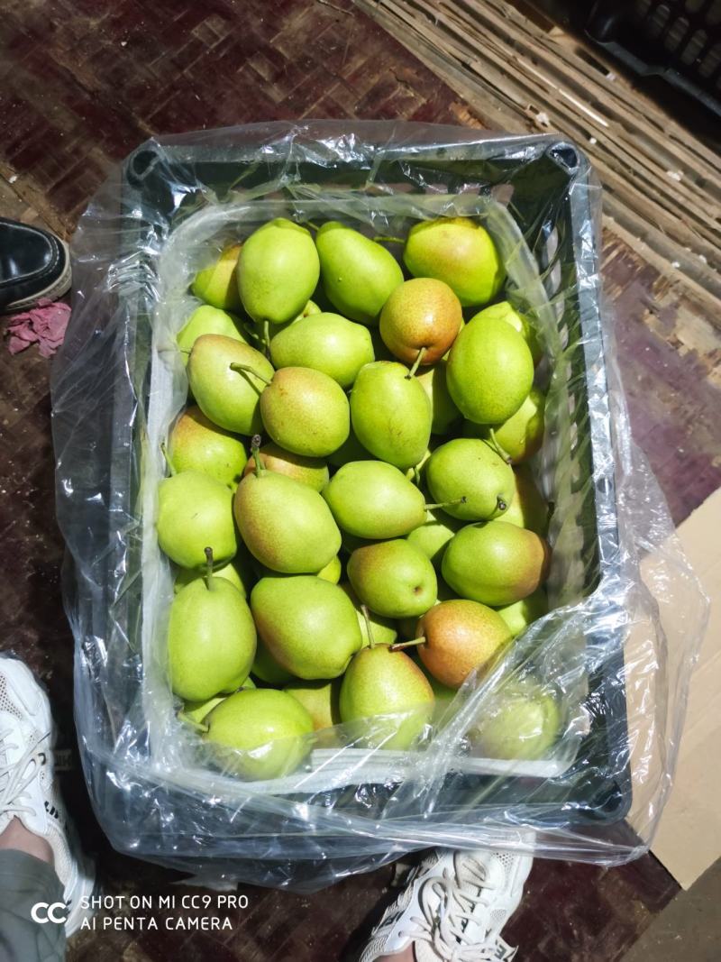 山西运城龙居红香酥，香梨货源充足质好价优