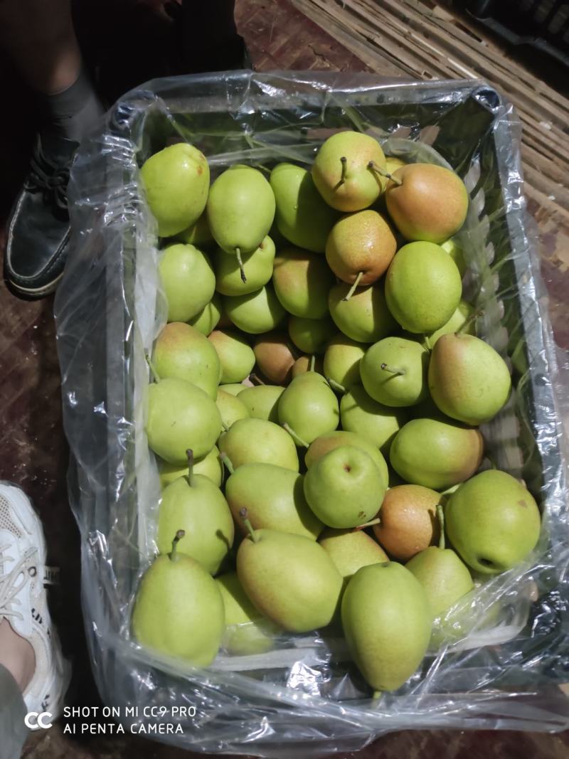 山西运城龙居红香酥，香梨货源充足质好价优