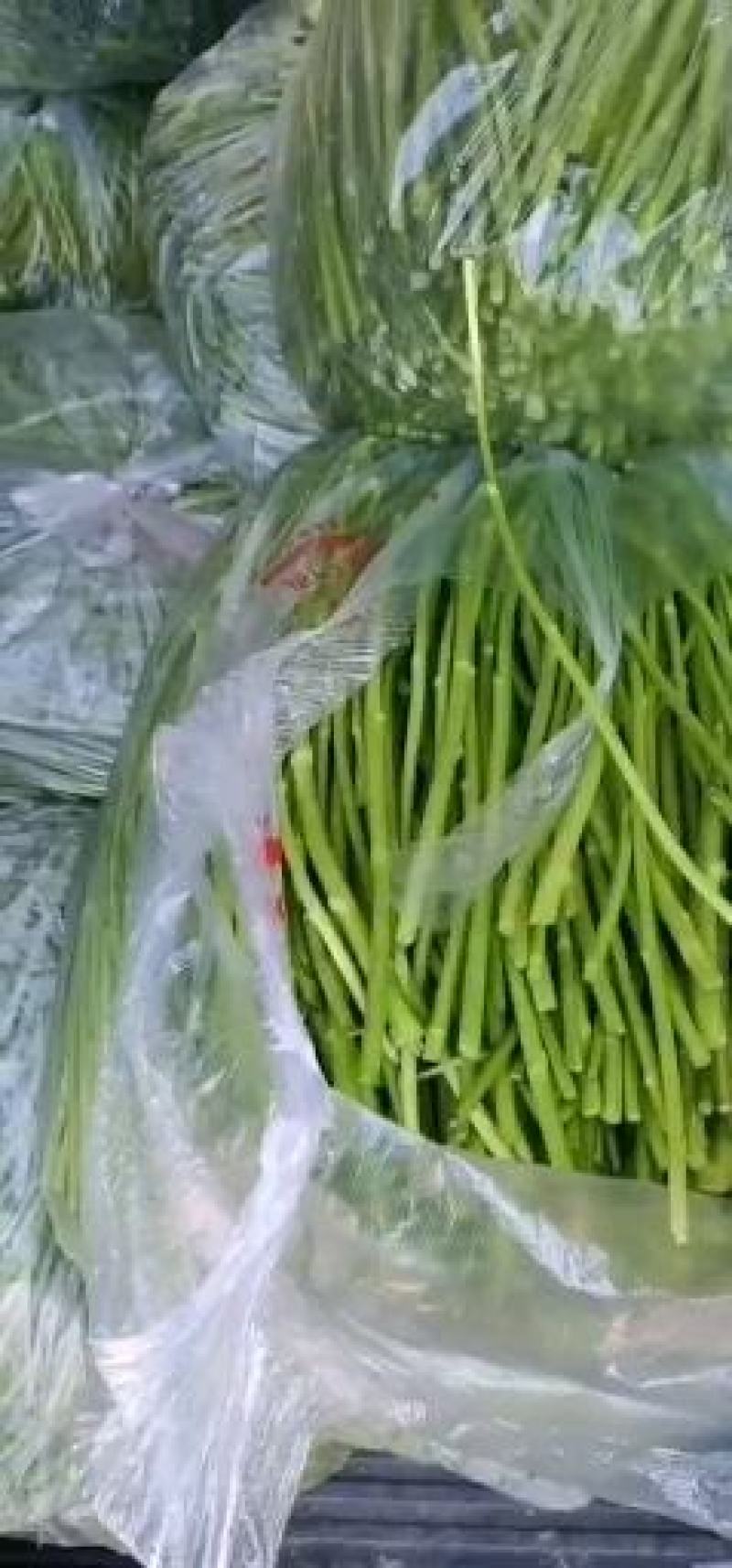 芦篙营养健康绿色保健芦蒿专卖