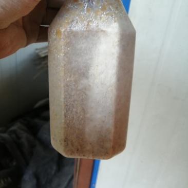 面向全国出售羊肚菌菌种母种原种栽培种免费提供种植技术