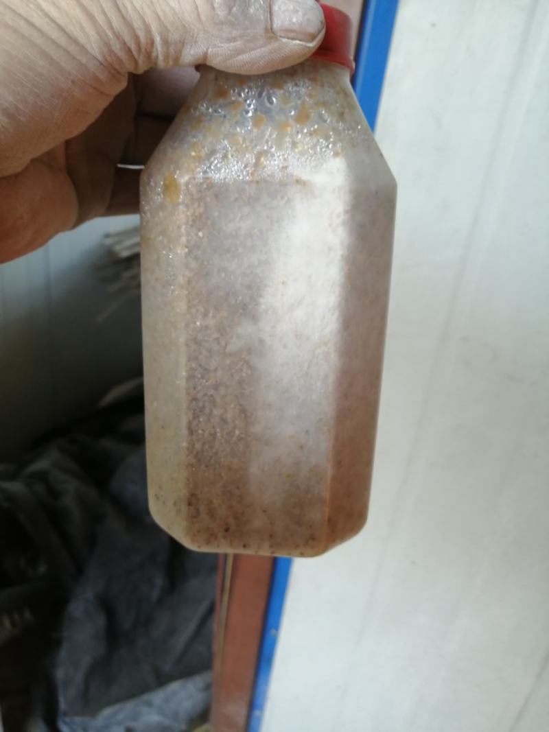 面向全国出售羊肚菌菌种母种原种栽培种免费提供种植技术