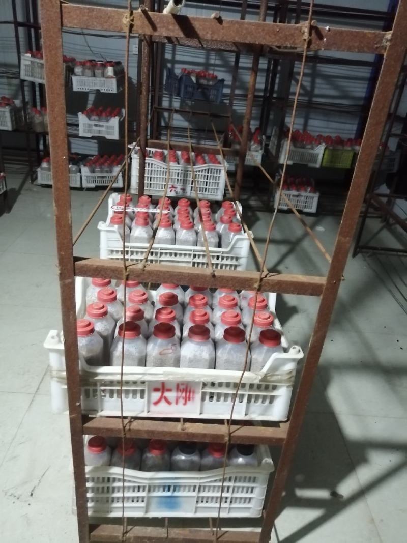 面向全国出售羊肚菌菌种母种原种栽培种免费提供种植技术