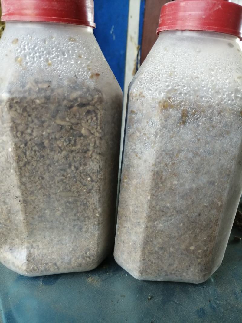 面向全国出售羊肚菌菌种母种原种栽培种免费提供种植技术