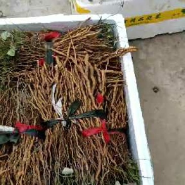 粉防己种苗基地种植一手货源，收购加工种植育苗技术