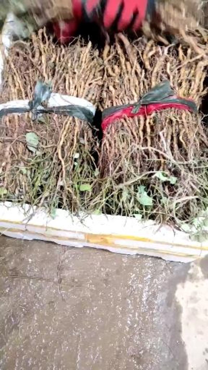 粉防己种苗基地种植一手货源，收购加工种植育苗技术