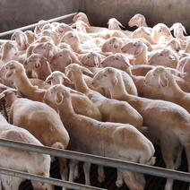 湖羊养殖基地，大量湖羊小母羔，大母羊，怀孕母羊。