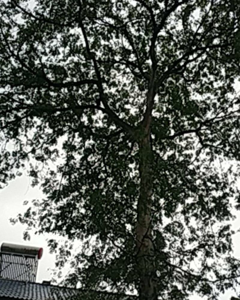 皂角树，树型好，像一把大雨伞树直没有小分枝