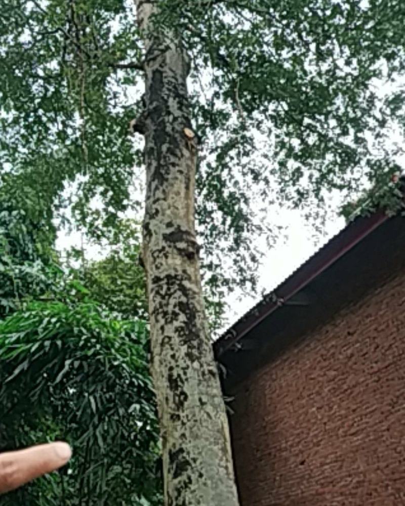 皂角树，树型好，像一把大雨伞树直没有小分枝