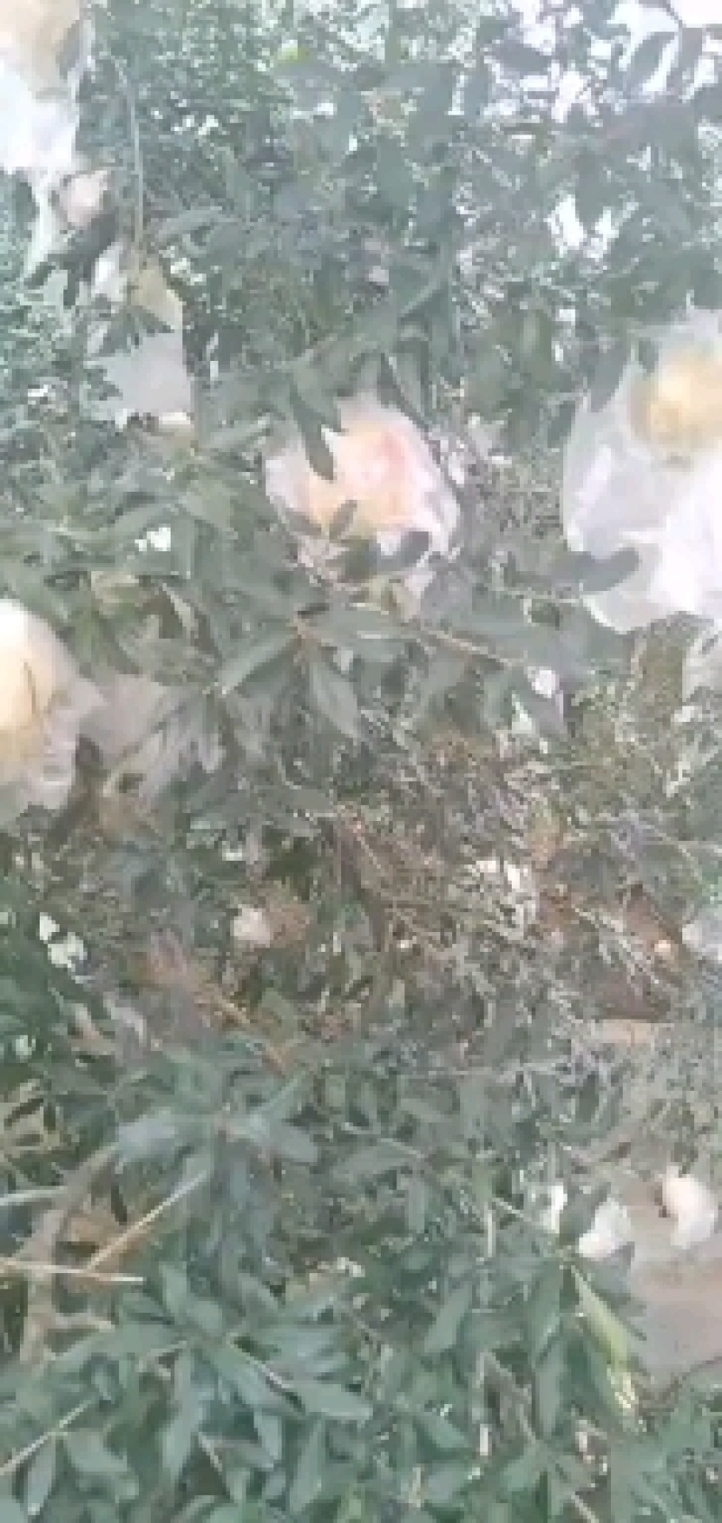 老树，甜石榴，现摘现发