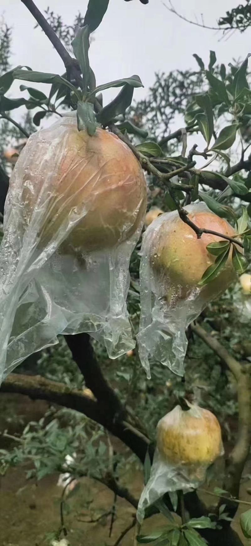 老树，甜石榴，现摘现发