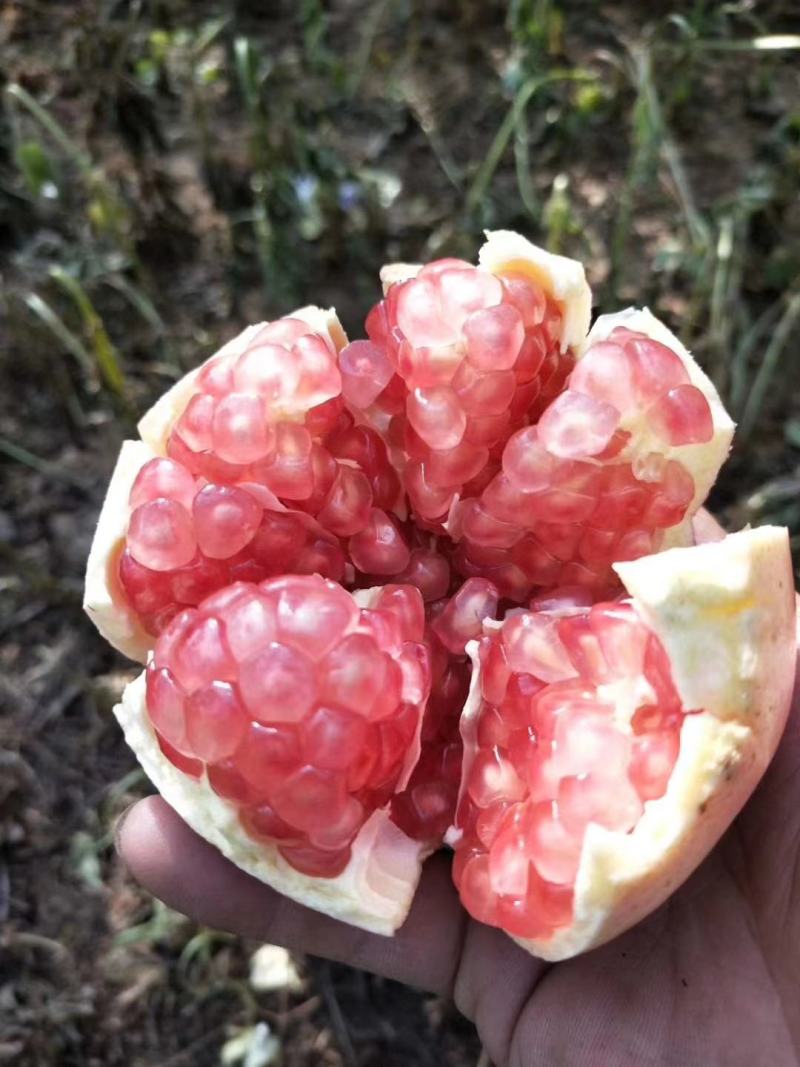 老树，甜石榴，现摘现发